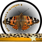 Betekenis vlinders Dubbele-Getallen Kleine Vos