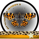 Betekenis vlinders Dubbele-Getallen Landkaartje lente generatie