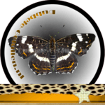 Betekenis vlinders Dubbele-Getallen Landkaartje zomer/herfst generatie